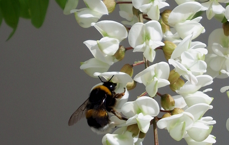 Abelhões (género Bombus) · BioDiversity4All