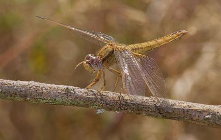 Fotografia: Andreas Eichler (CC BY-SA 4.0 / Wikimedia Commons)