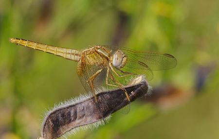 Fotografia: Andreas Eichler (CC BY-SA 4.0 / Wikimedia Commons)