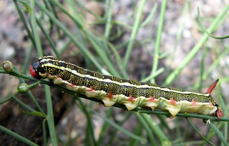 Fotografia: Ester Inbar (Wikimedia Commons)