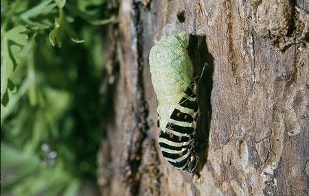 Fotografia: Entomolo (CC BY-SA 3.0 / Wikimedia Commons)