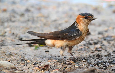 Fotografia: Agustín Povedano (CC BY 2.0 / Wikimedia Commons)