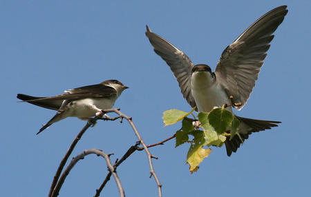 Juvenis. Fotografia: Ken Billington (CC BY-SA 3.0 / Wikimedia Commons)