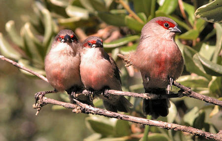 Juvenis. Fotografia: Jose Rocha (CC BY 2.0 / Wikimedia Commons)