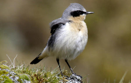 Fotografia: Aviceda (CC BY-SA 3.0 / Wikimedia Commons)