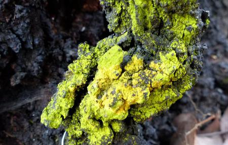 Fotografia: Friends of Chiltern Mt Pilot National Park (CC BY-NC-SA / Visual Hun