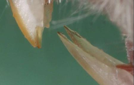 Pormenor dos dentes. Fotografia: Magne Flaten (GFDL / Wikimedia Commons)