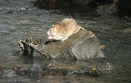 Fotografia: Sciadopitys (CC BY-SA 2.0 / Wikimedia Commons)