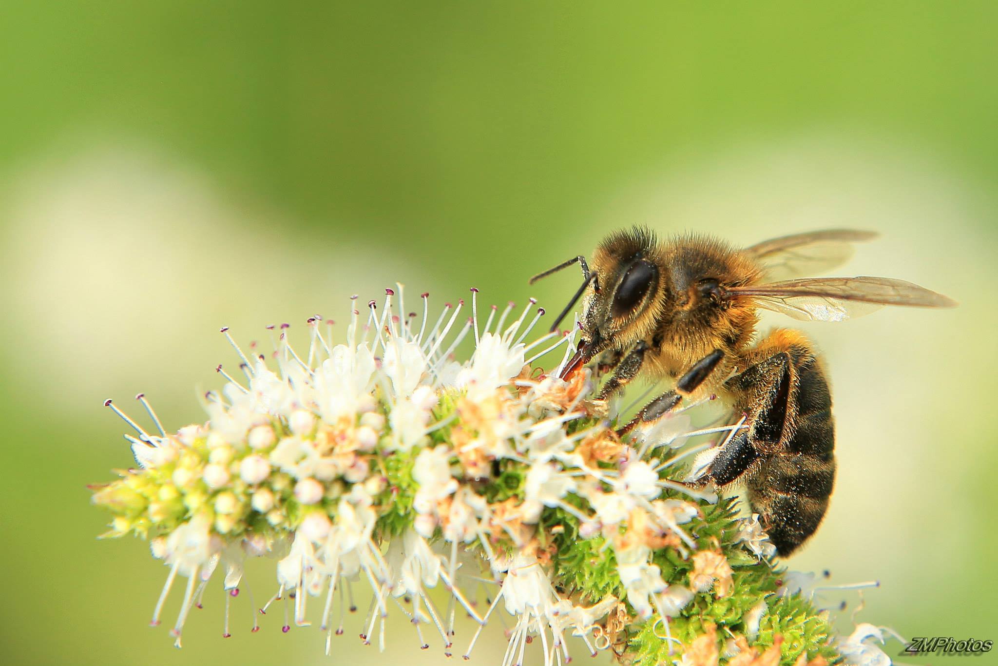 Apis mellifica homeopatía para que sirve