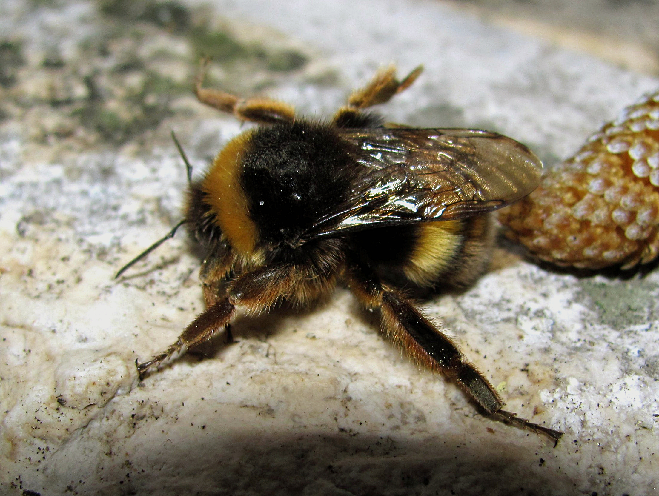 Abelhões (género Bombus) · BioDiversity4All