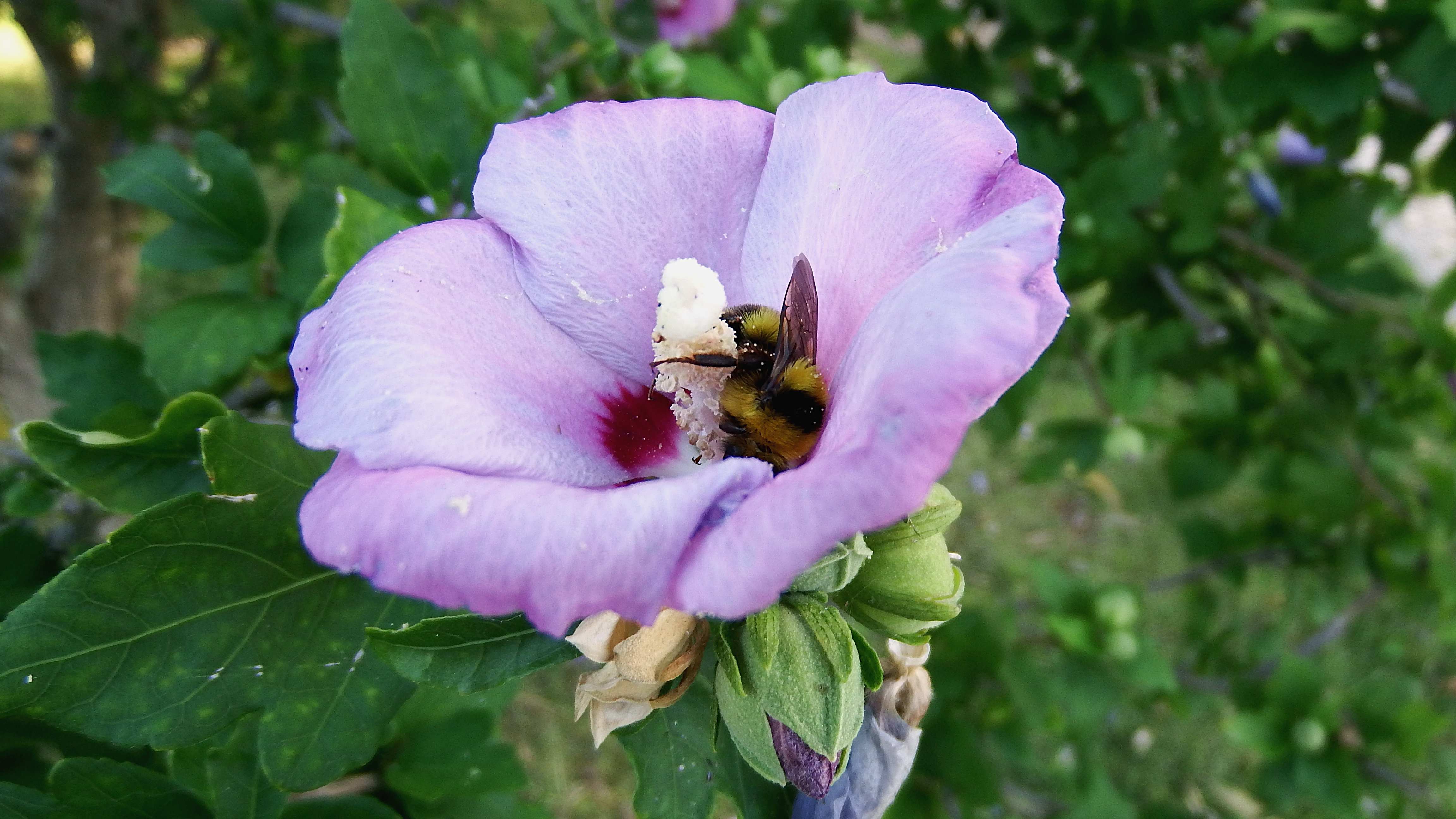 Abelhões (género Bombus) · BioDiversity4All