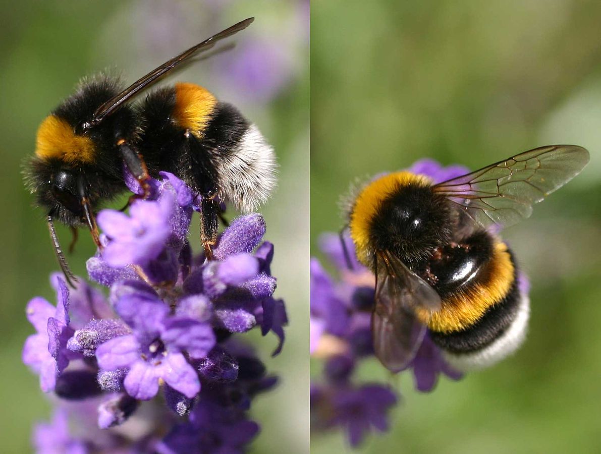 Abelhões (género Bombus) · BioDiversity4All