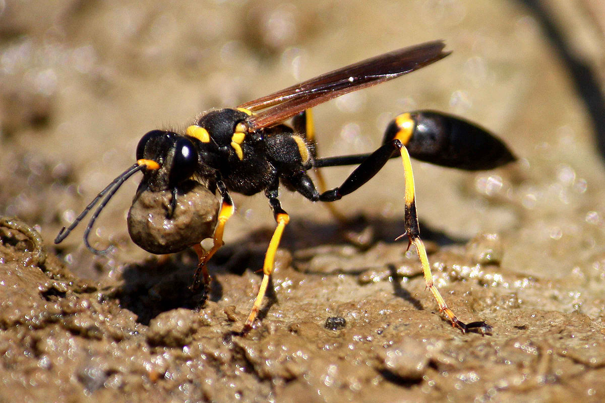 Sceliphron caementarium