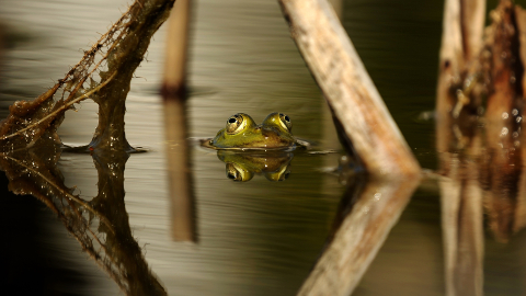 Pelophylax perezi. Fotografia: Mónica Almeida